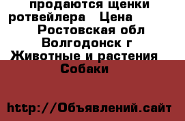 продаются щенки ротвейлера › Цена ­ 10 000 - Ростовская обл., Волгодонск г. Животные и растения » Собаки   